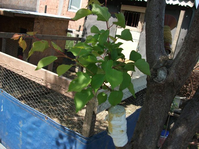 cais favorit pe corcodus