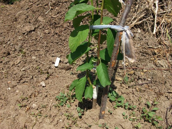 prun stanley pe corcodus