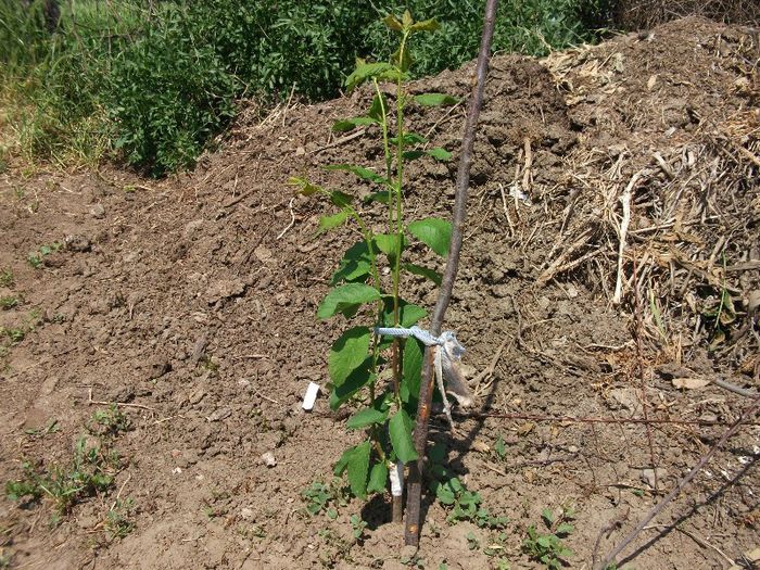 prun stanley pe corcodus