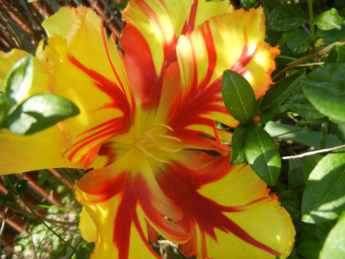 Tulipa Texas Flame (2013, May 06)