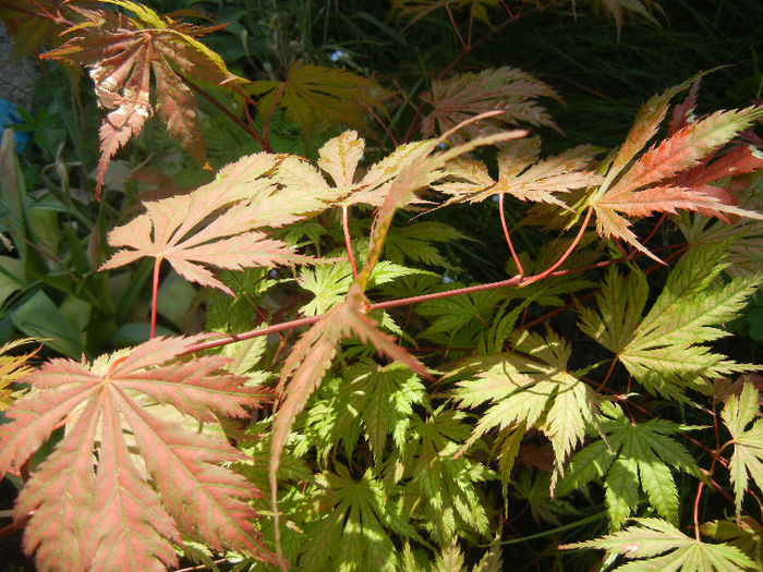 Acer palmatum Ariadne (2013, May 06)