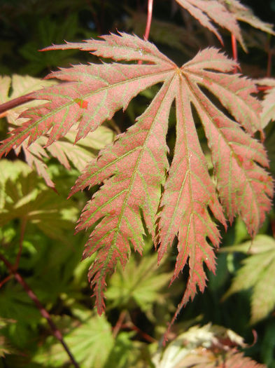 Acer palmatum Ariadne (2013, May 06) - Acer palmatum Ariadne