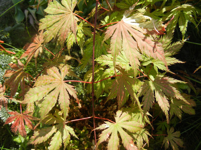 Acer palmatum Ariadne (2013, May 06)