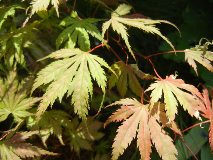 Acer palmatum Ariadne (2013, May 06) - Acer palmatum Ariadne