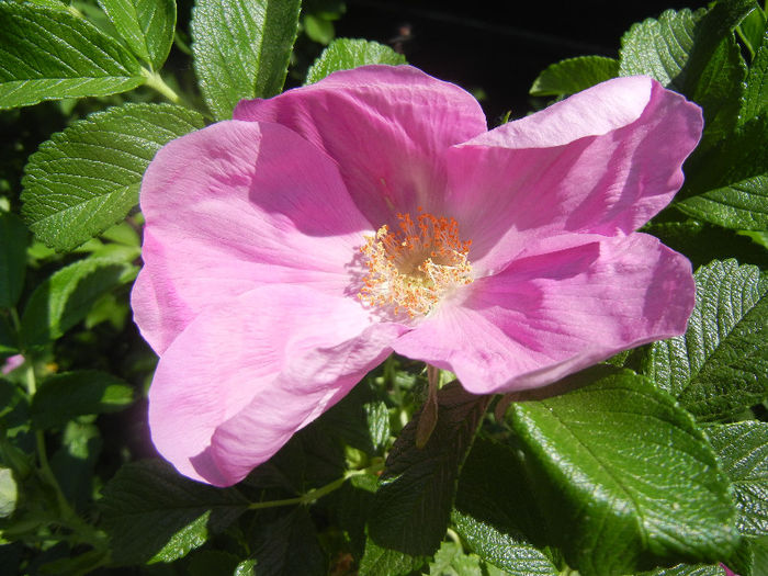 Rosa rugosa (2013, May 06)