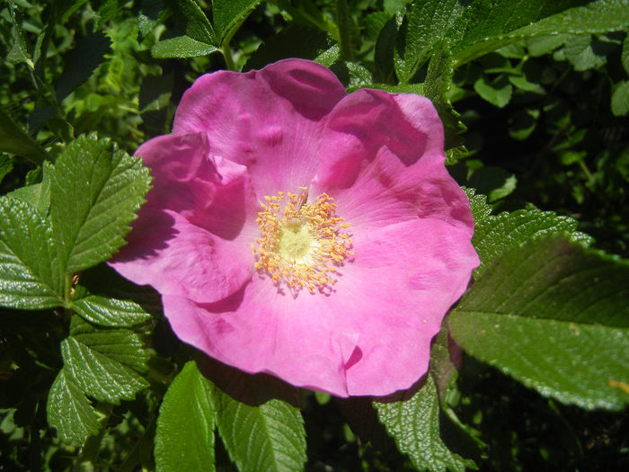 Rosa rugosa (2013, May 06)