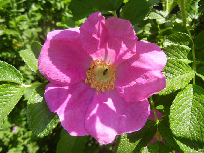 Rosa rugosa (2013, May 06)