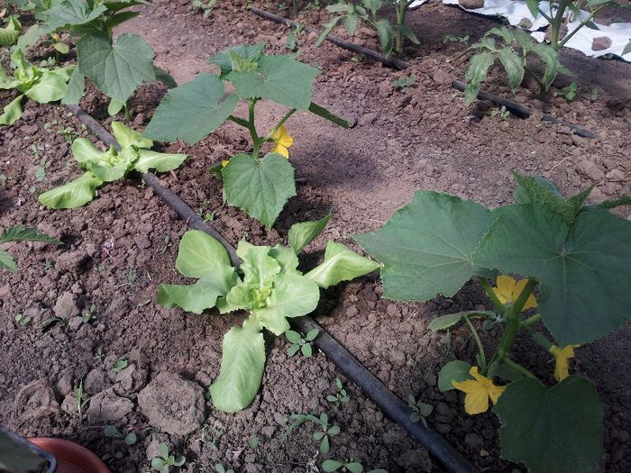 Castraveciori Lenara si salata Gratia - Solar 2013