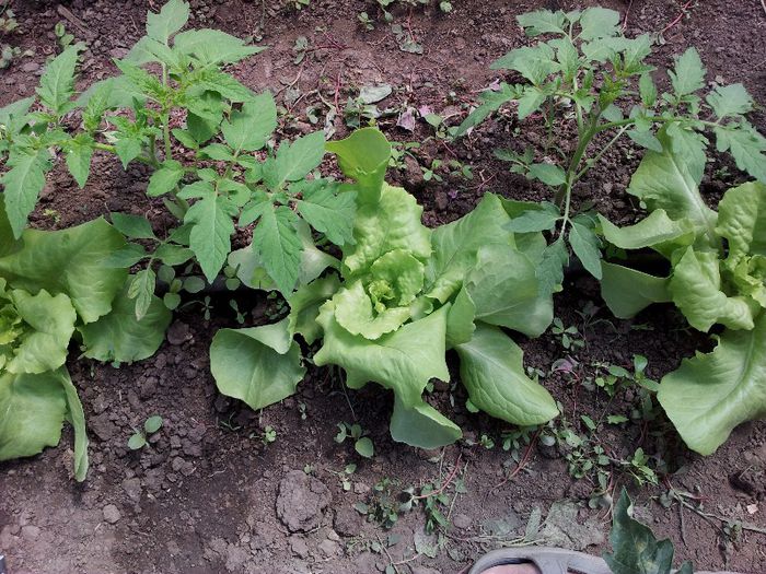 Salata Gratia si rosii Abellus - Solar 2013