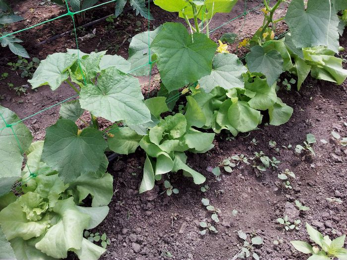 Castraveti Lenara si salata Gratia; 06.05.2013
