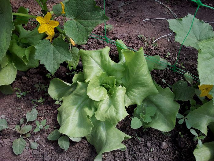 Castraveti Lenara si salata Gratia; 06.05.2013
