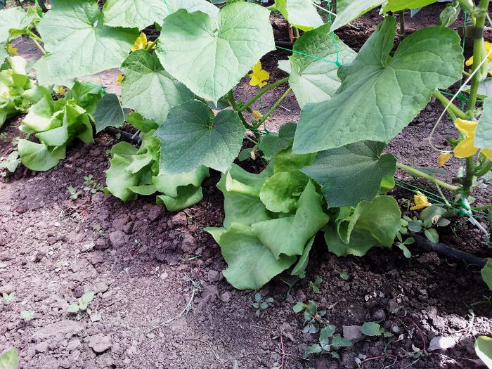 Castraveti Lenara si salata Gratia - Solar 2013