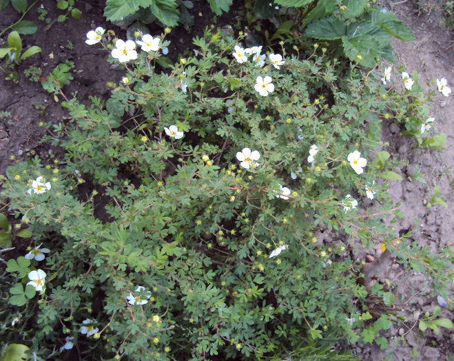 Potentilla