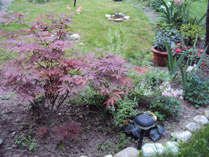 acer si deutzia