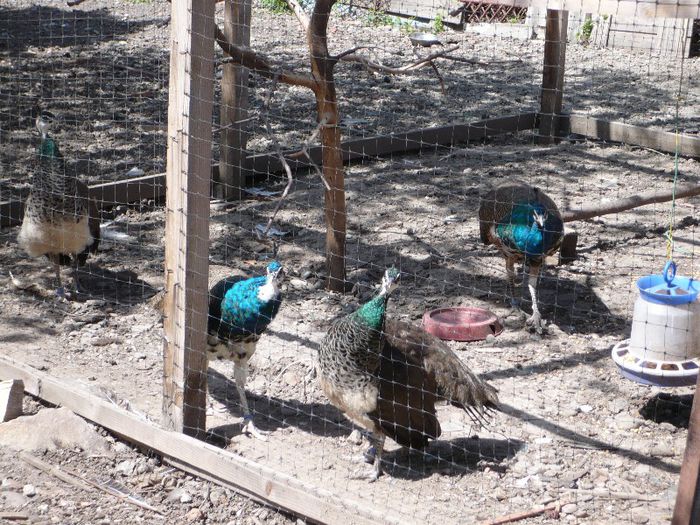 P1130933 - PAUNII DRAGOSTEA MEA NOUA