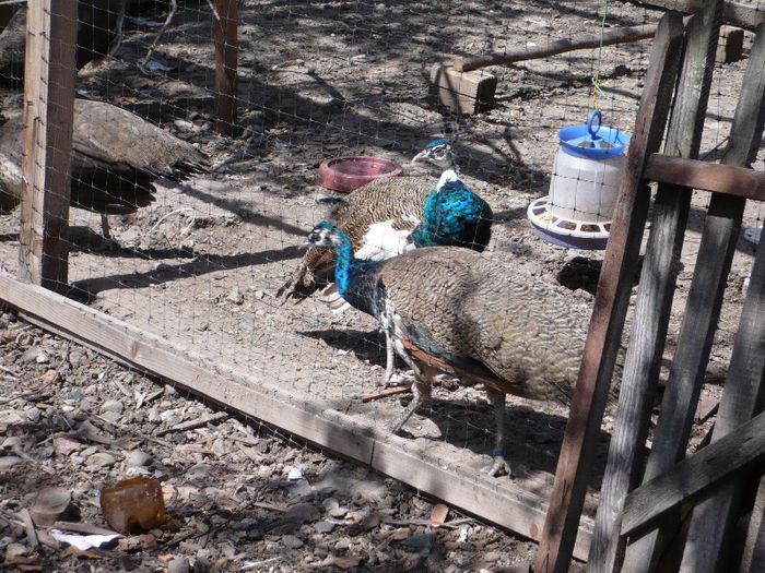 P1130936; PAUNI MEI LA 1,2 ANI.
