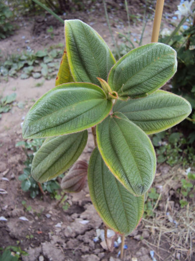 Thibouchina
