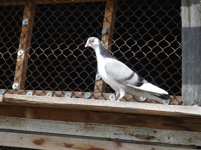 vanduta - jucatori de galati pui 2013