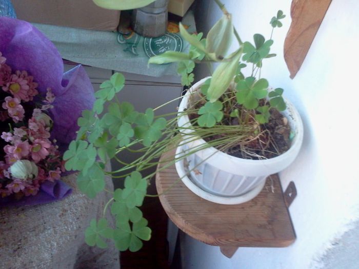 Fotografie2728 - mai 2013