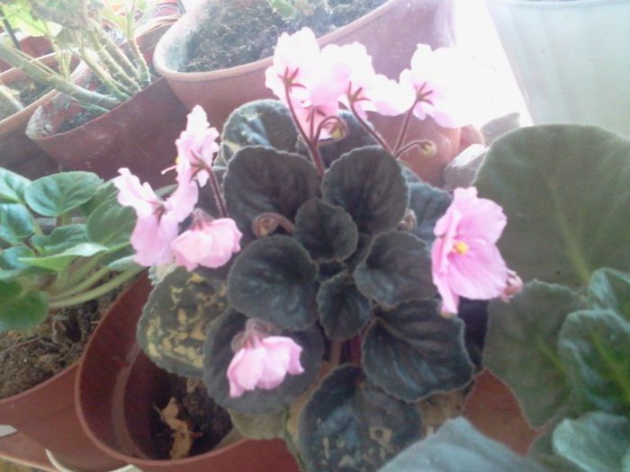 Fotografie2731 - mai 2013