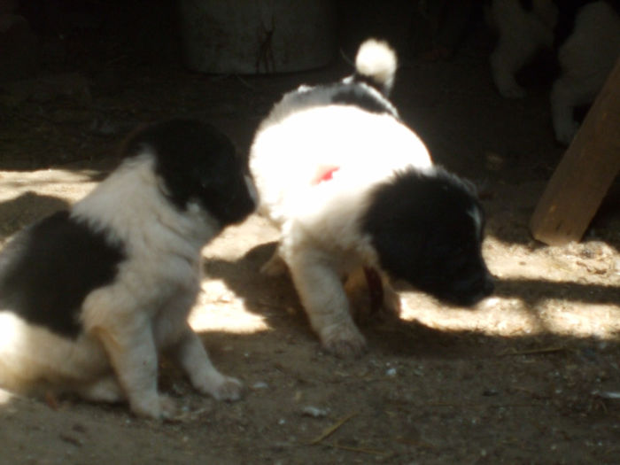 DSCF5329 - ALMA ciobanesc de bucovina