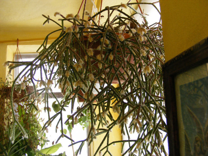 2.crasulaceae - 0-decembrie_martie