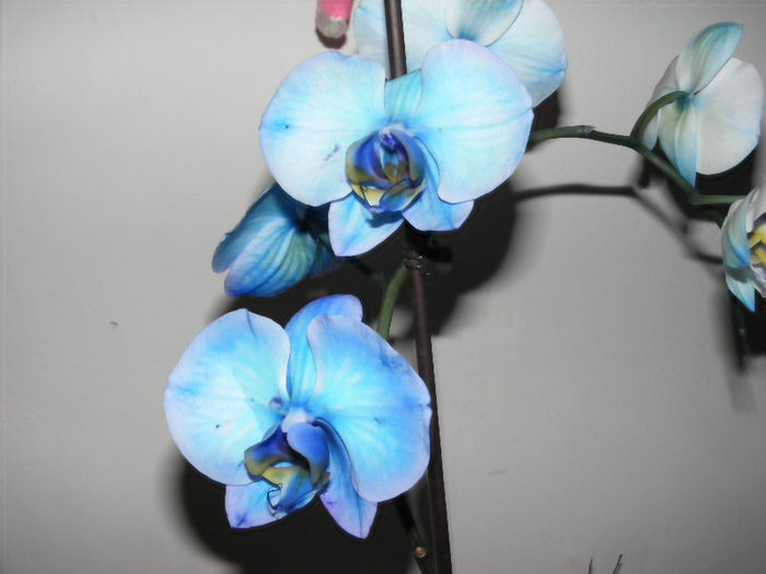 12.Orhideea albastra2 - 0-decembrie_martie