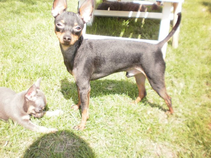 P4201447 - Copy - 14 tobi mascul pinscher pitic