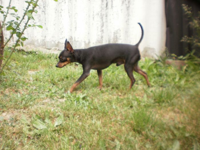 P5061583 - 14 tobi mascul pinscher pitic