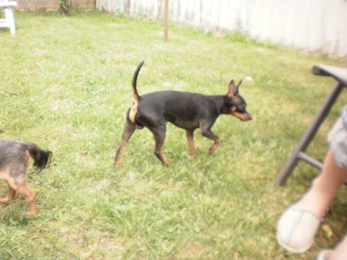 P5061585 - 14 tobi mascul pinscher pitic