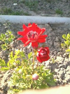 4.Anemone3 - 4-aprilie