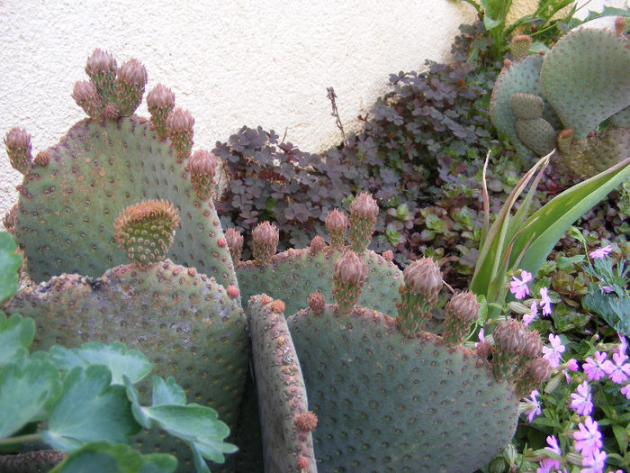 4.Cactusi1 - 4-aprilie