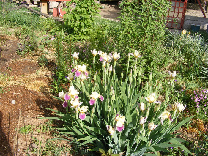 4.Iris germanica1