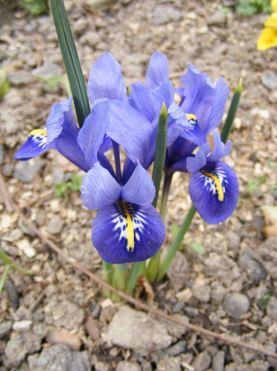 4.Iris olandez2