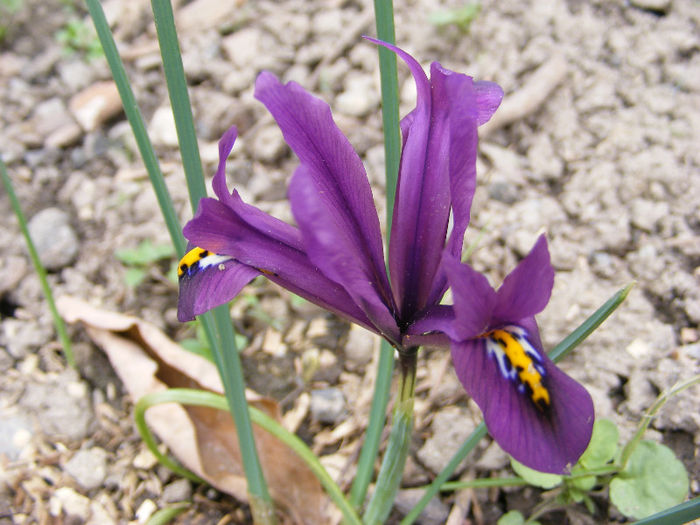 4.Iris olandez7