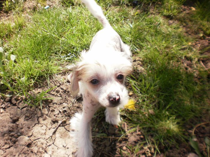 P4201440 - Copy - 01 chinese crested dog