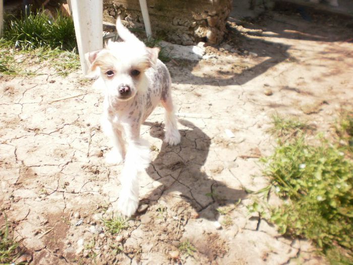 P4201449 - Copy - 01 chinese crested dog