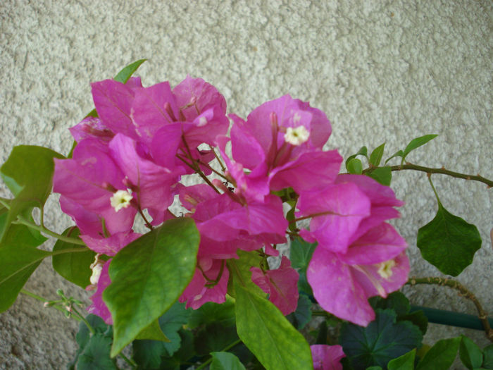 Mai 2013 - Bougainvillea