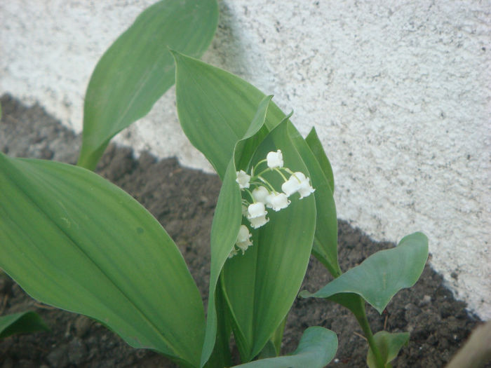 DSC05642 - 5-luna mai