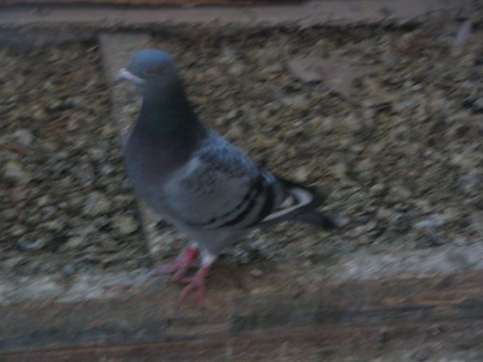 IMG_2466 - Pui 2013 -Pigeon Sport