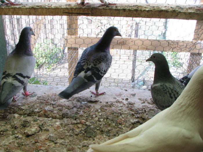 IMG_2471 - Pui 2013 -Pigeon Sport