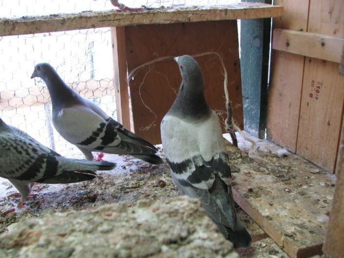IMG_2472 - Pui 2013 -Pigeon Sport
