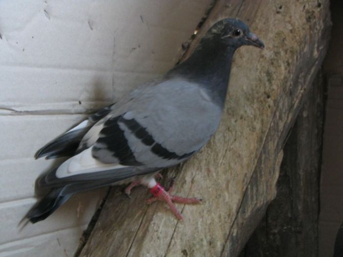 IMG_2473 - Pui 2013 -Pigeon Sport