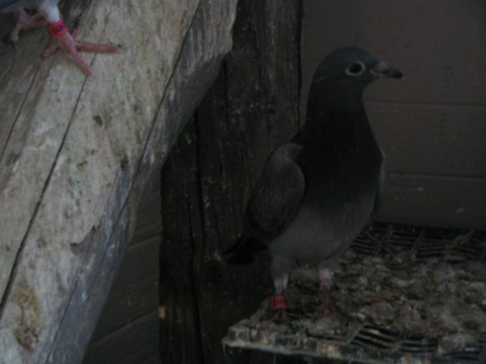 IMG_2474 - Pui 2013 -Pigeon Sport