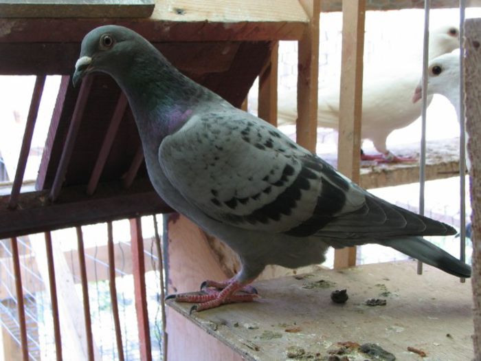 IMG_2475 - Pui 2013 -Pigeon Sport