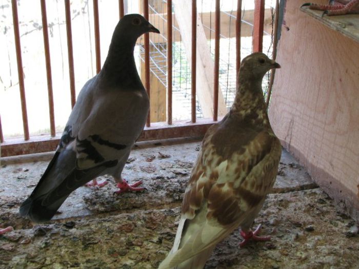 IMG_2476 - Pui 2013 -Pigeon Sport