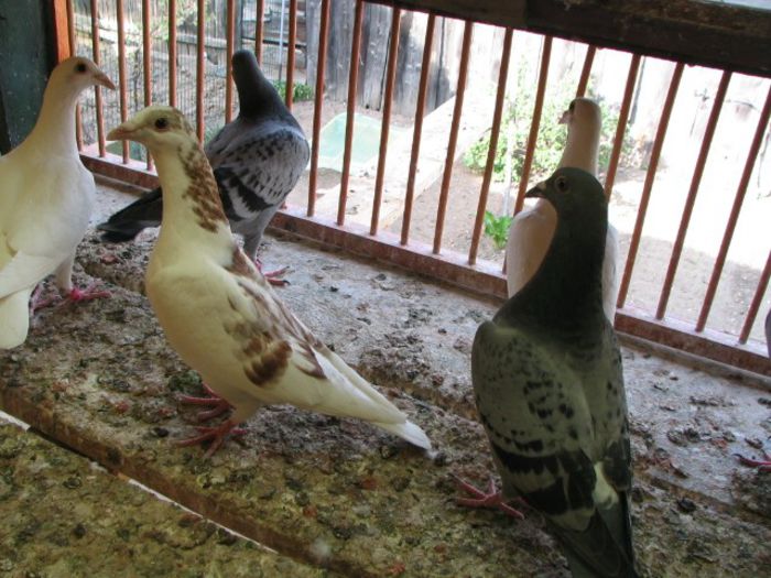 IMG_2477 - Pui 2013 -Pigeon Sport