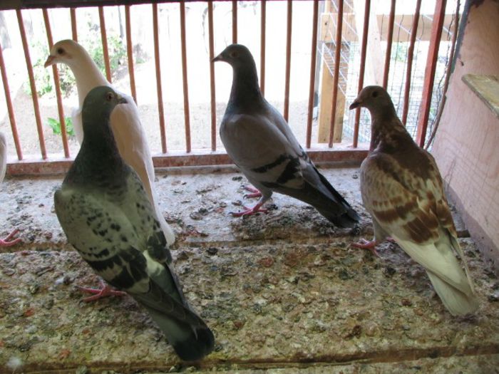 IMG_2478 - Pui 2013 -Pigeon Sport