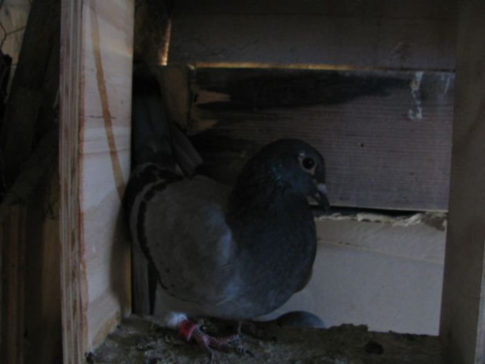 IMG_2481 - Pui 2013 -Pigeon Sport