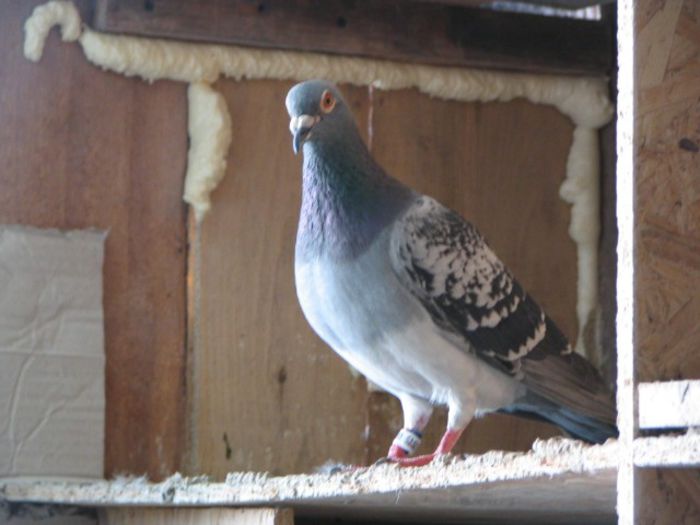 IMG_2482 - Pui 2013 -Pigeon Sport